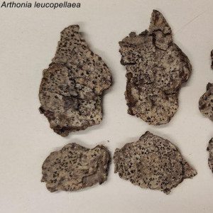 4. arthonia leucopellaea.jpg